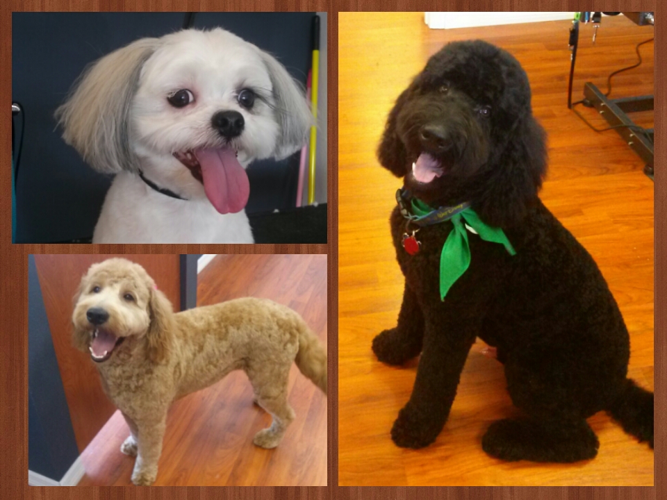 P’s and Q’s Dog Grooming