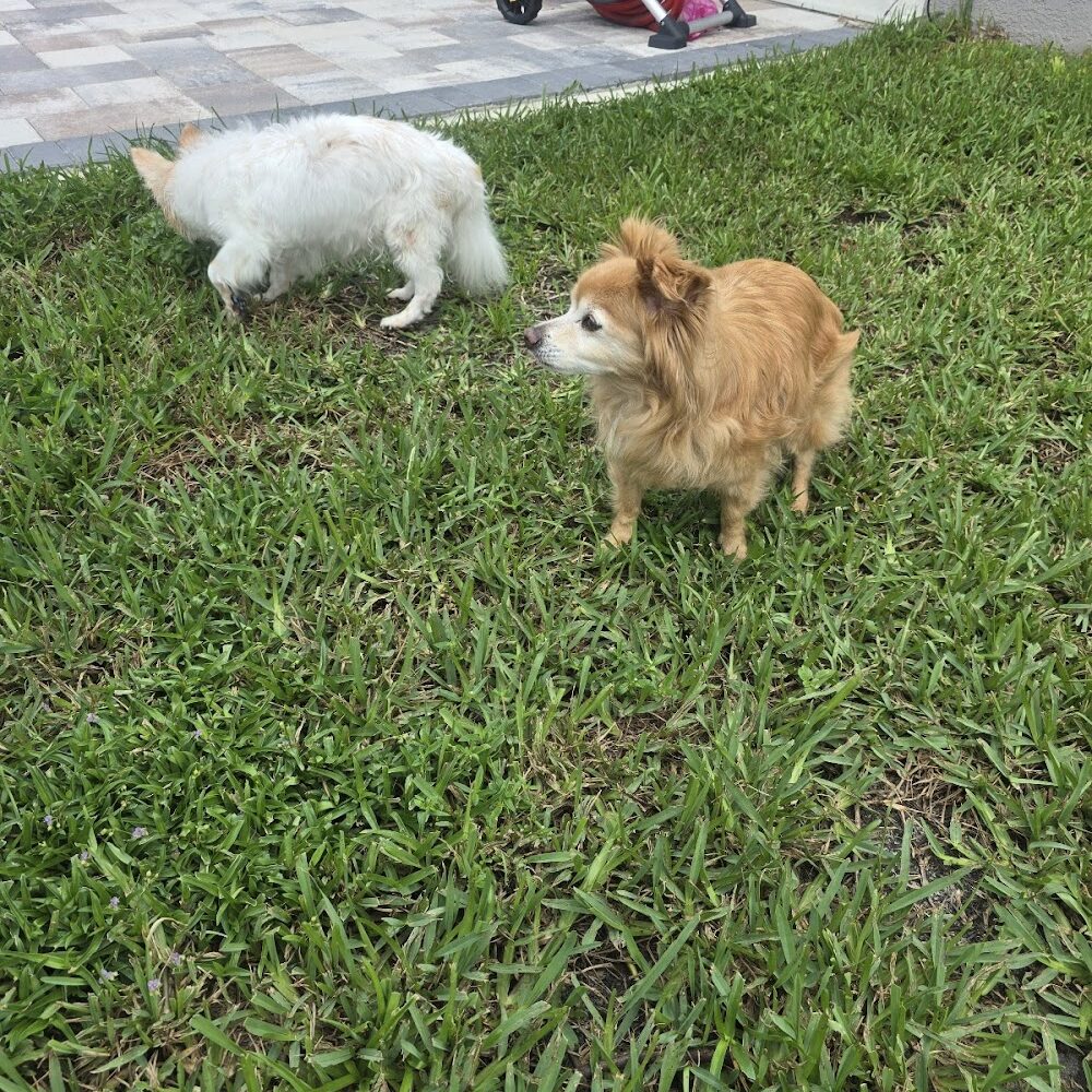 Autumn’s Bed & Biscuit Pet Sitting Services
