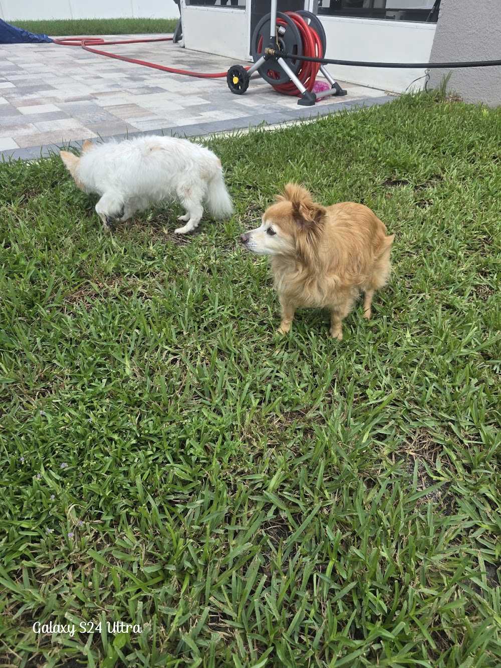 Autumn’s Bed & Biscuit Pet Sitting Services