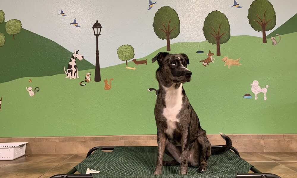 Country Paws Farm