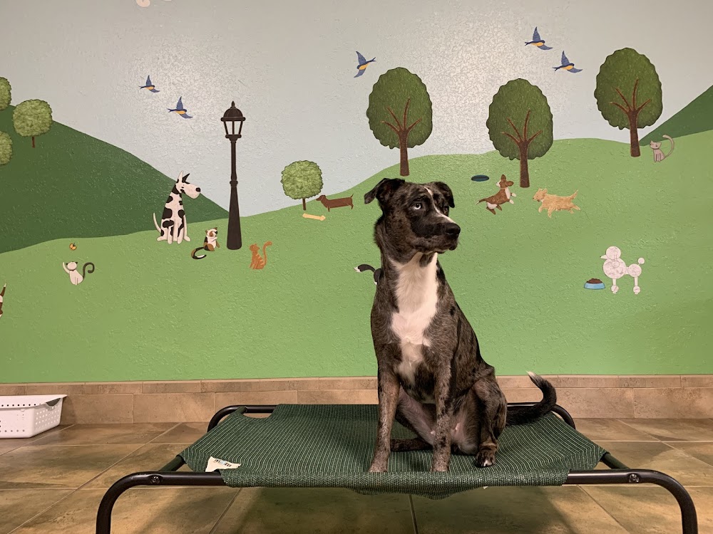 Country Paws Farm
