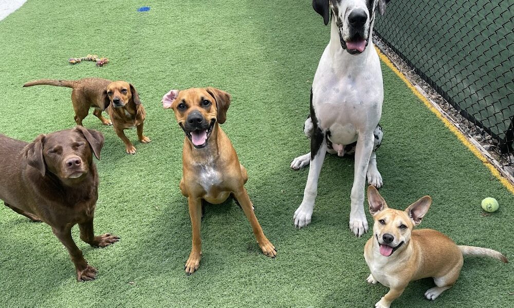 Dear Madison Pet Services