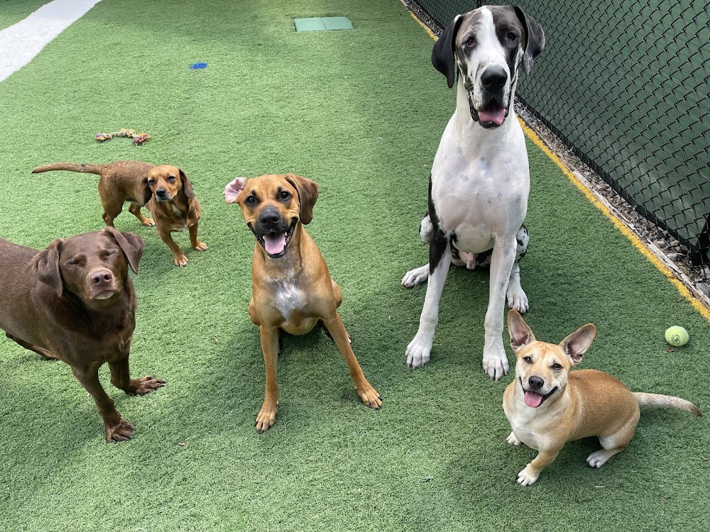 Dear Madison Pet Services
