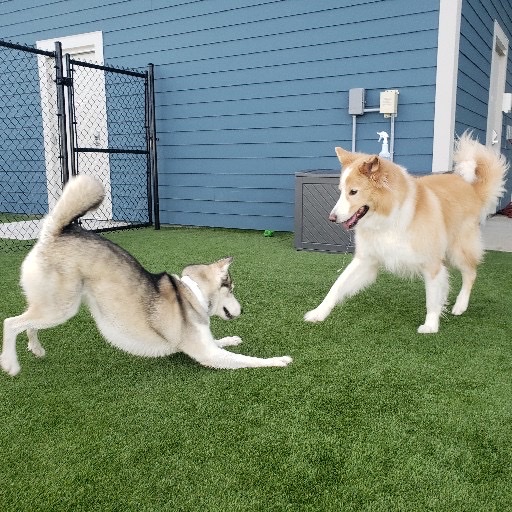 Embassy Veterinary Center & Pet Retreat Tampa