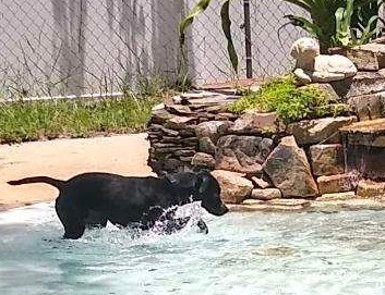 Happy Tails Pet Resort
