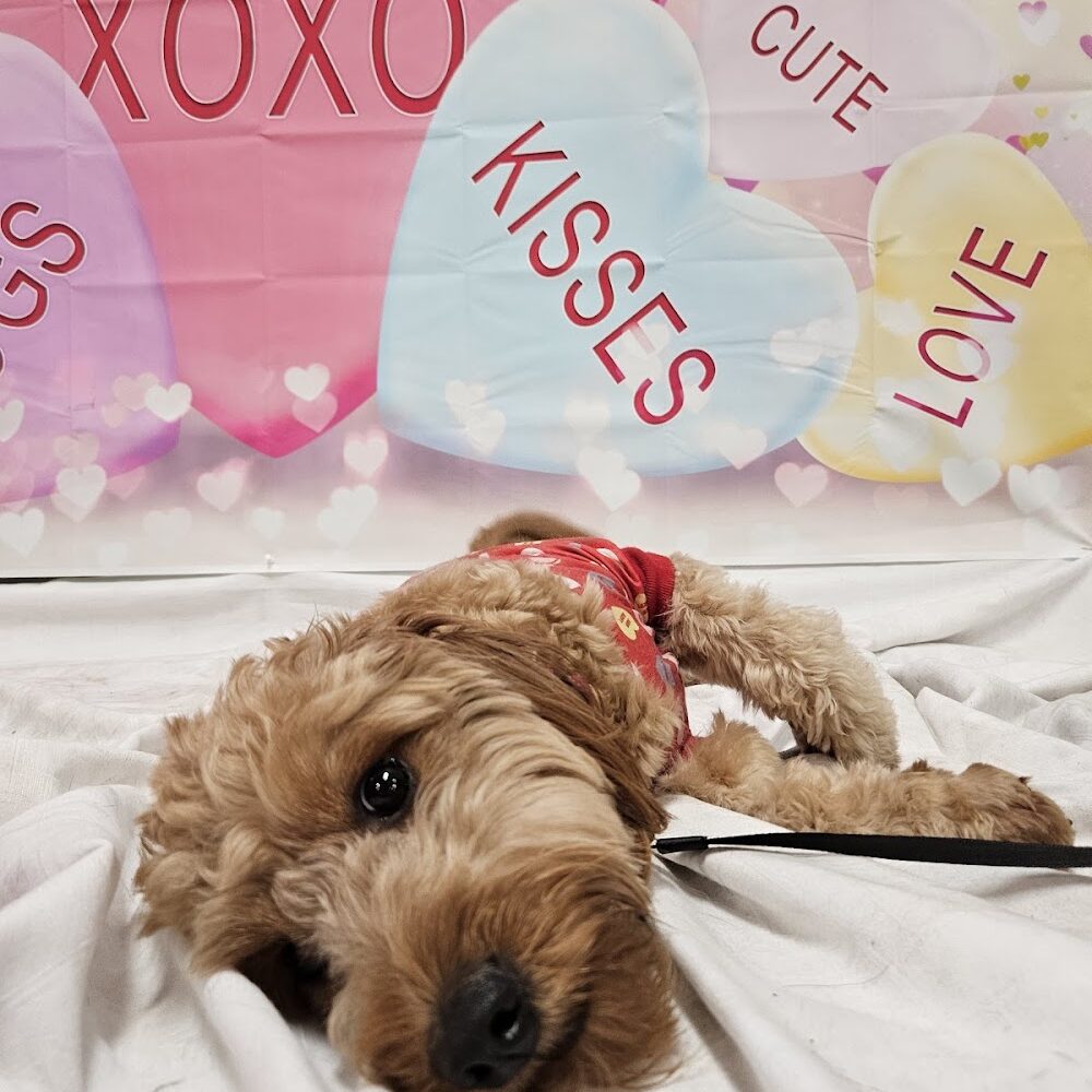 Hudson K-9 Emporium