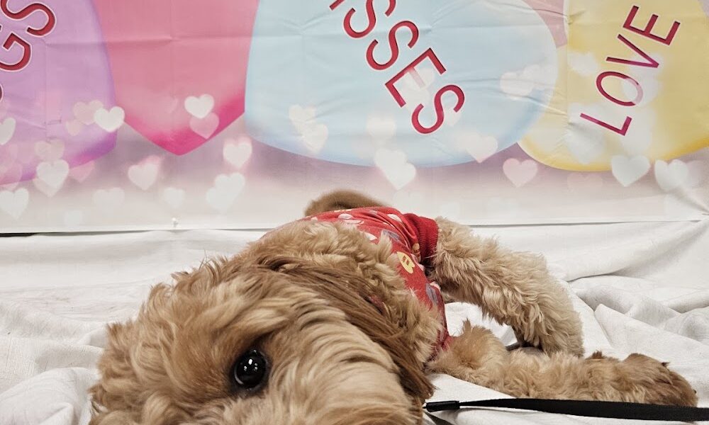 Hudson K-9 Emporium