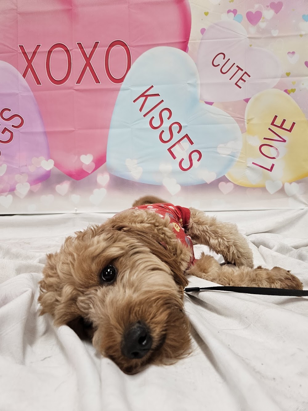Hudson K-9 Emporium