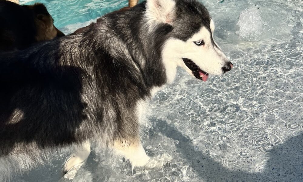 New Tampa Pet Resort