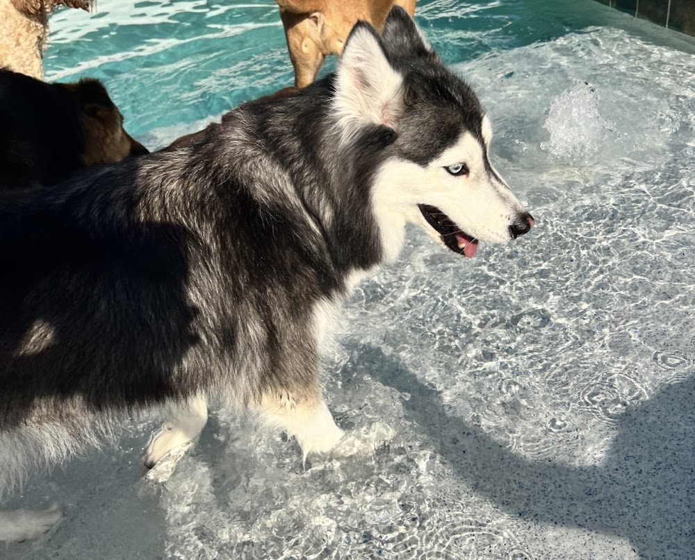 New Tampa Pet Resort