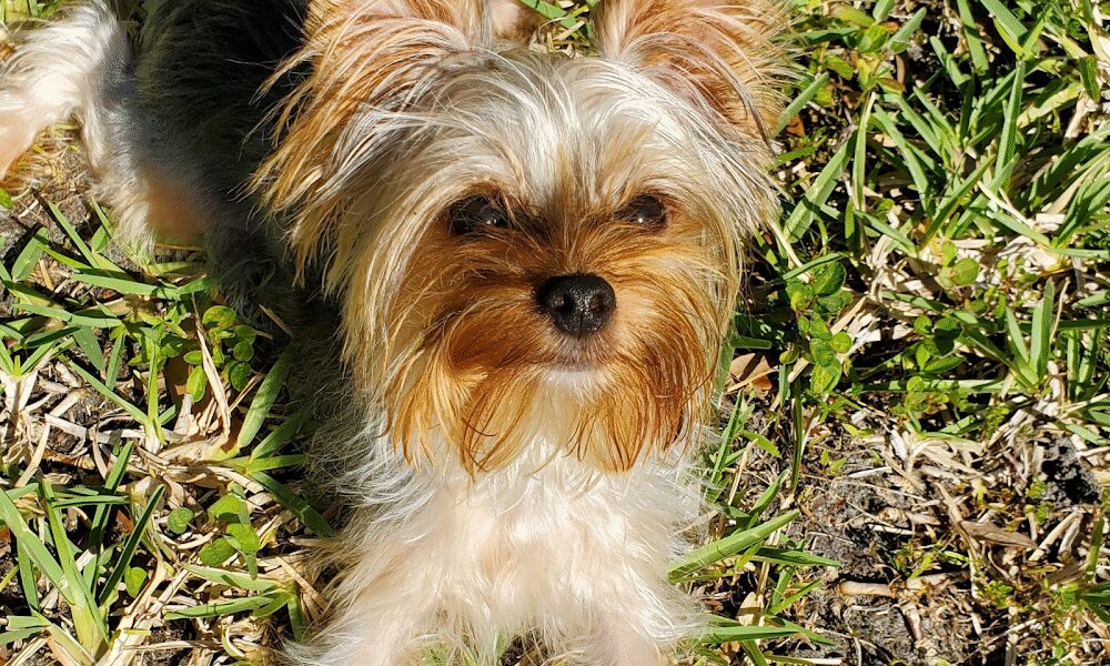 Parwick Kennels
