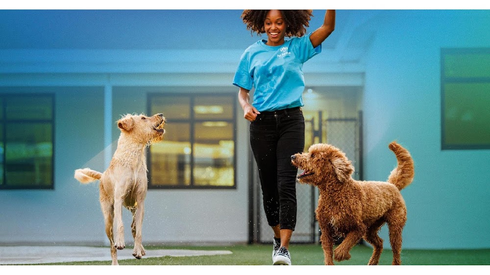 Pet Paradise Wesley Chapel