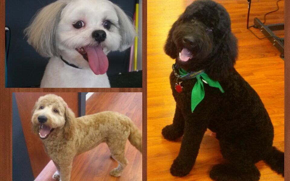 P’s and Q’s Pet Resort and Spa