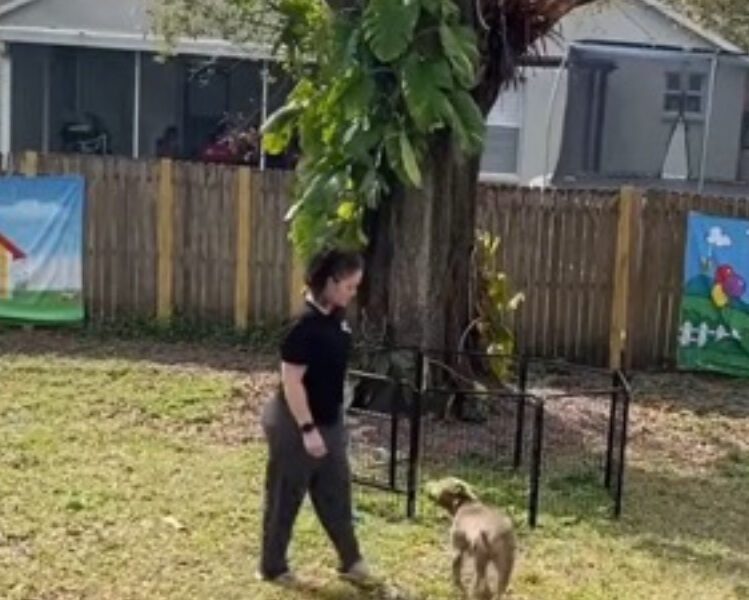 Tampa Bay Canine Retreat
