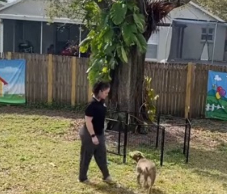 Tampa Bay Canine Retreat