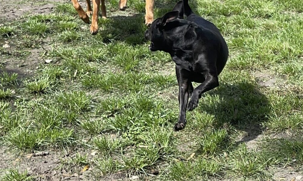 The Barkery Boarding and Daycare Inc.