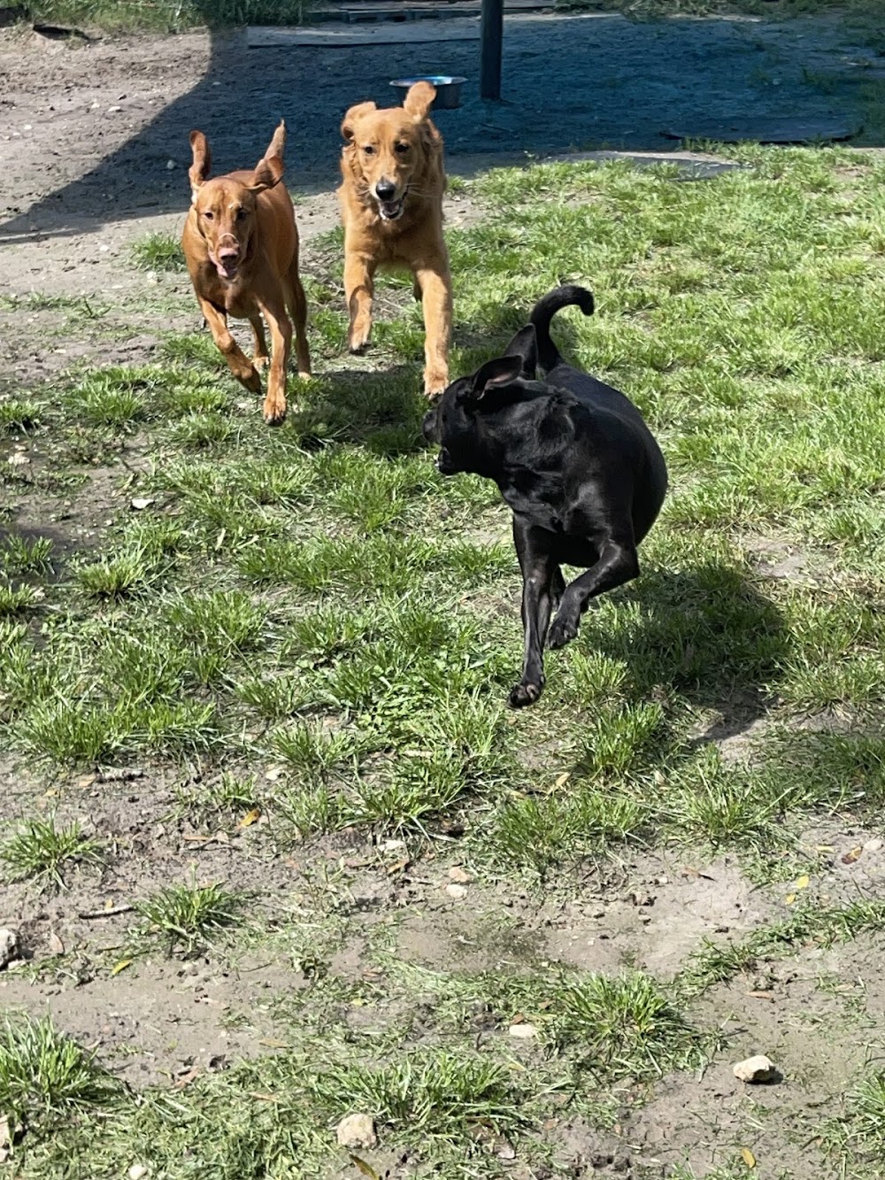 The Barkery Boarding and Daycare Inc.