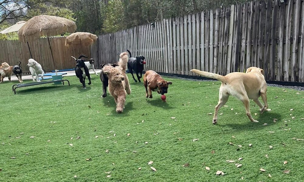 Water Bowl Oasis LLC Dog Boarding & Daycare