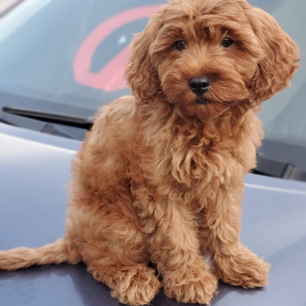Your Puppy, My Pad