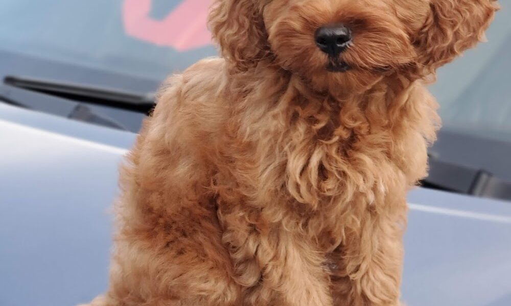 Your Puppy, My Pad