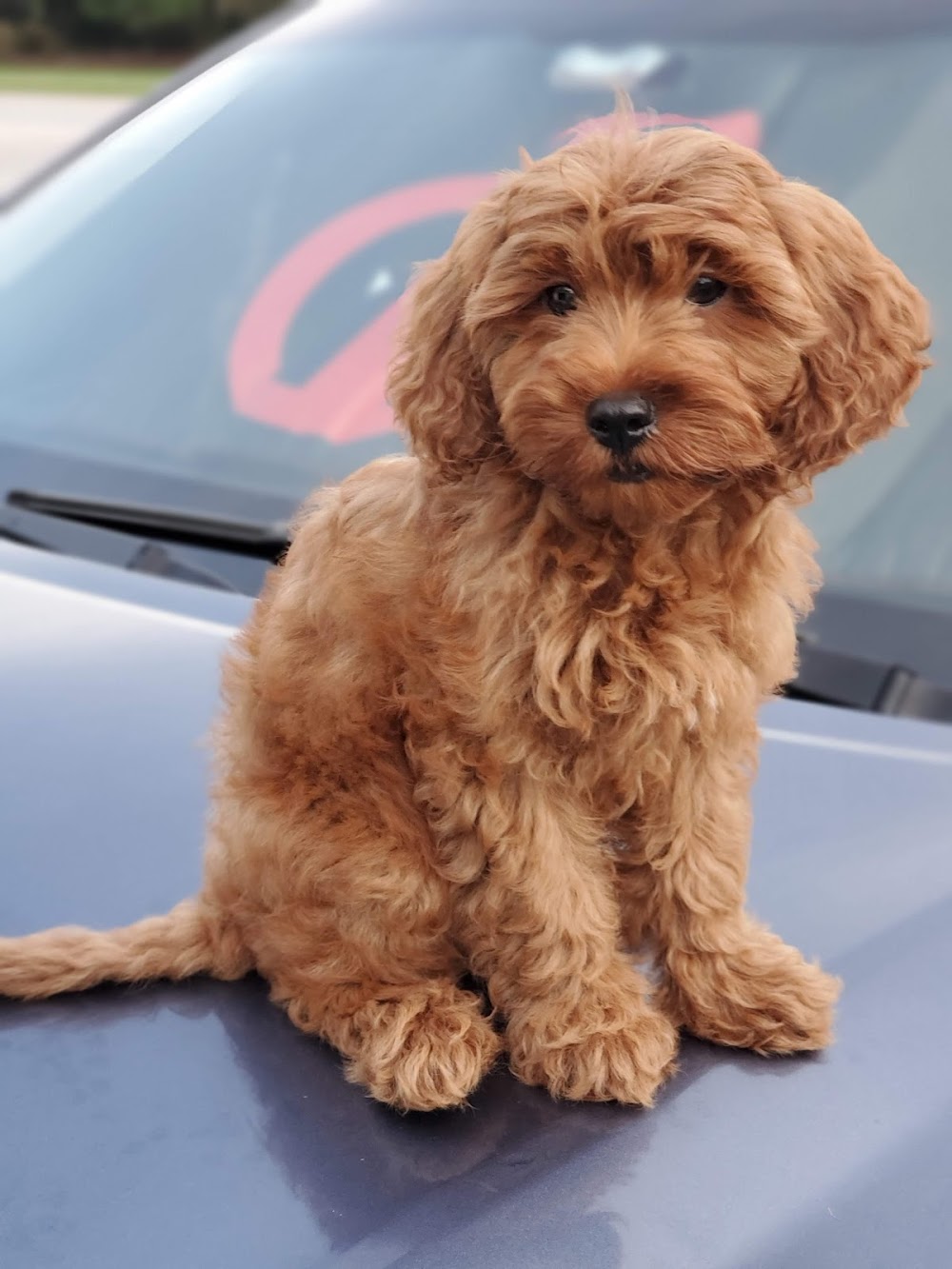 Your Puppy, My Pad