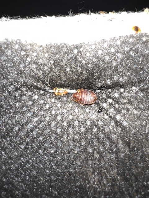 FL Bed Bug Experts
