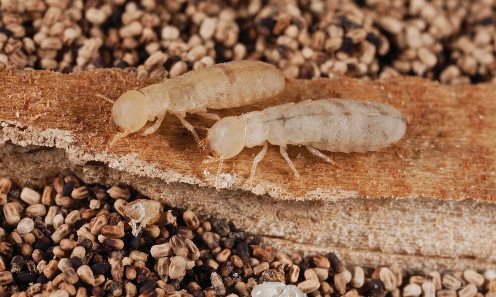 FL Termite & Pest Experts