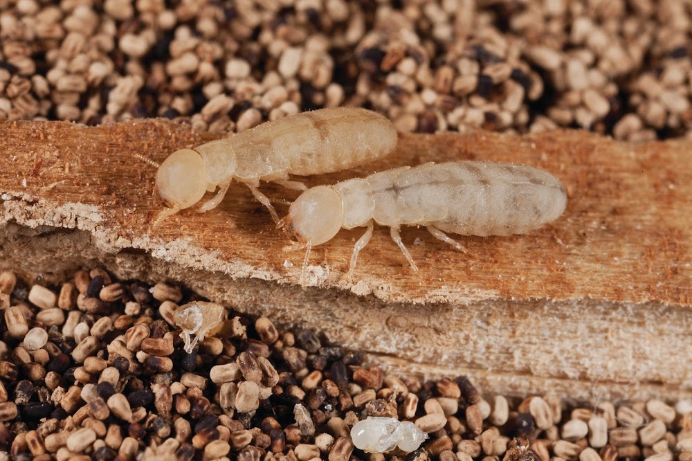 FL Termite & Pest Experts